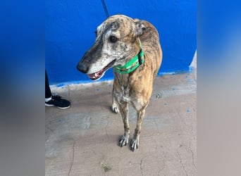 Wally, einfühlsamer verschmuster zugänglicher Galgo Mann