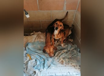 Durbans – raus aus dem Tierheim und eine Heimat finden…...
