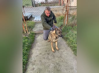 Masik  sucht Schäferhund Liebhaber