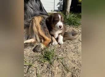 Mini Australien Shepherd Welpen suchen Traumzuhause