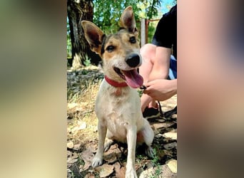 lebenslustige kleine ROXY - 3 Jahre, 38cm/8kg - Jack Russell-Mix