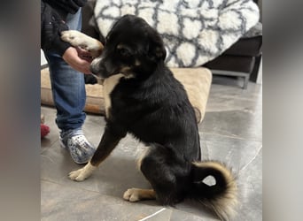 Socke - absoluter Familienhund