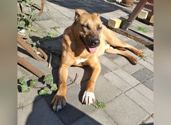 Sanfter Riese sucht sein Zuhause