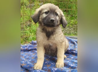 Romeo ❤️ verspielter, verträglicher Bub!
