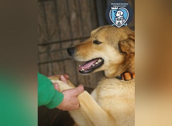 Kobi sucht ein Zuhause