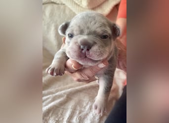 Süsse Französische Bulldoggenbabies sind da! Abgabe ca. Anf. Juli