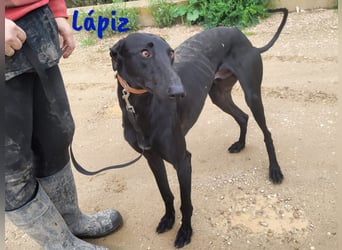 Lápiz 09/2023 (ESP) - freundlicher und athletischer, hübscher Galgo!