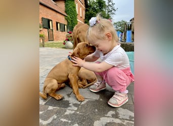 Wurfankündigung Magyar Vizsla Welpen (Mai 25)
