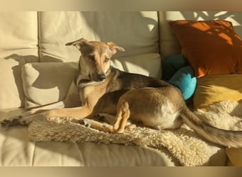 Trusky - Fröhliche Ohren suchen neue Couch (81667 München)