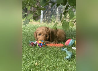 Aussiedoodle / Aussiepoo  F1b
