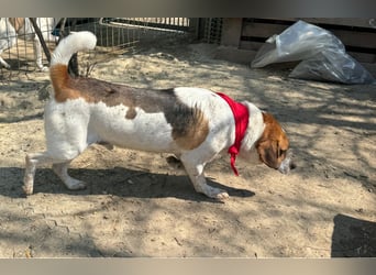 ⭐️BONGO⭐️, Rüde, 4 Jahre, 40 cm, Beagle-Mischling, Tierschutz