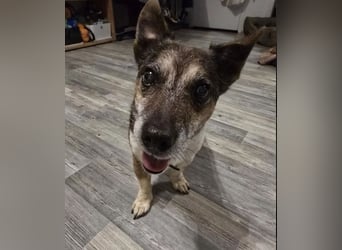 Milo sucht sein endgültiges Zuhause