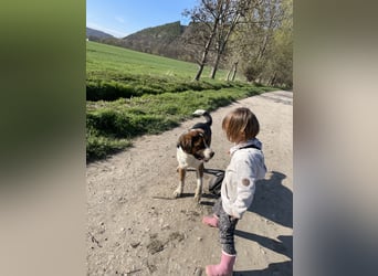 Sennenhund-Mischling