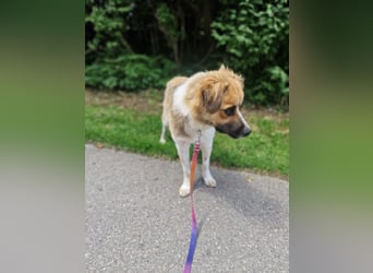 BENJI (*2024) auf Pflegestelle in 86989 Steingarten