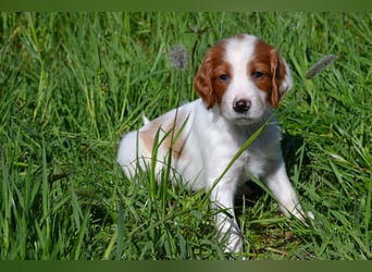Sportlicher Familienhund - Irish Red and White Setter