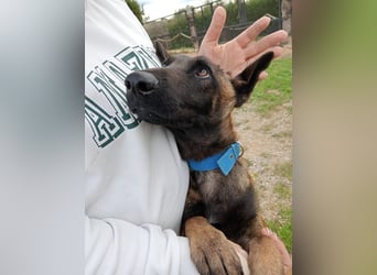 Salva, perfekter Malinois der einfach nur gefallen will