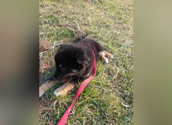 Welpe Pixel sucht seine Familie