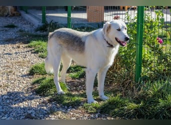 Vendy - schüchterne aber freundliche Kuvasz-Mix Hündin / zur Zeit noch in Rumänien