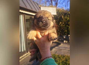 Reinrassige Eurasier-Welpen suchen ein liebevolles Zuhause