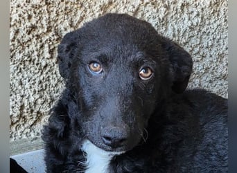 Jane ❤️ neugieres, liebes Hundemädchen