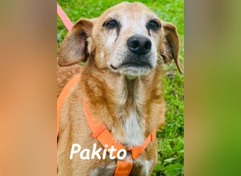 Pakito 08/2017 (ESP) - verschmuster, ruhiger Goldschatz sehnt sich nach Liebe!