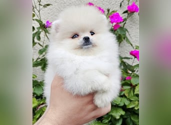 Pomeranian Zwergspitz