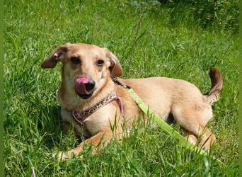 Zarte Amila sucht eine neue Familie
