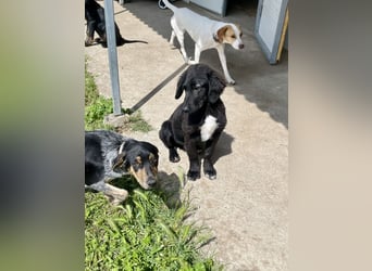 Neugieriger und verspielter Junghund NERO (Dezember 2024) sucht eine Familie