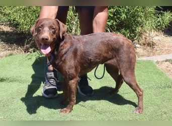 Zoe, Labrador-Mix, lieb und sozial