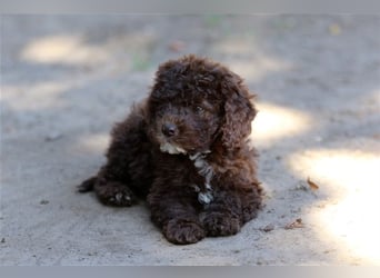 Lagotto Romagnolo