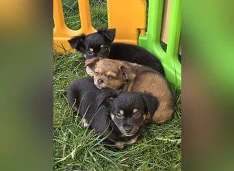 Reinrassige Langhaar - Chihuahua - Welpen abzugeben, sehr verspielt und verkuschelt!