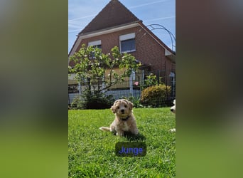 Maltipoo F 1 Welpen