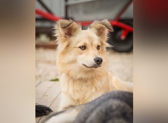 Fröhliche Iriska sucht ihr Körbchen