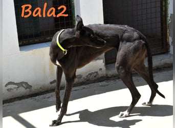 Bala2 10/2023 (ESP) - zärtliche, soziale und vornehme junge Galga!