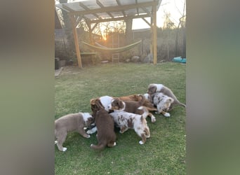 Reinrassige Australian Sheperd Welpen
