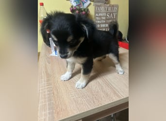 Rehpinsche- Chihuahua Mix