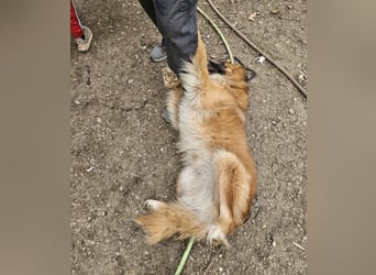 Ursu - freundlicher, verschmuster Herdenschutzhund Mix Rüde / z.Zt. noch in Rumänien