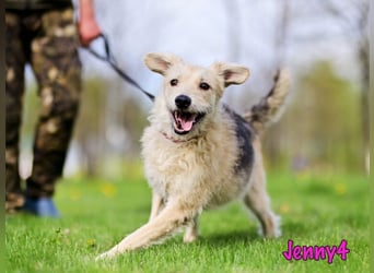 Jenny4 geb. 01/2018 - bezaubernde und super liebe, kleine Wuschelhündin!