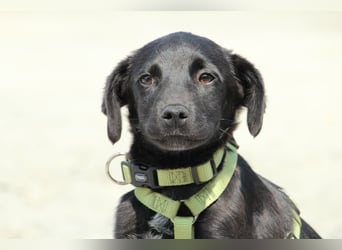 Millie unser kleiner Prinz