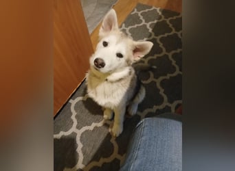 Sina, aufgeschlossene Malamute Mischlingshündin sucht neuen Wirkungskreis