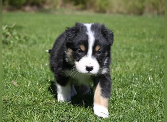 extrem hübsche , bestens sozialisierte Australian Shepherd Welpen aus kontollierter Zucht