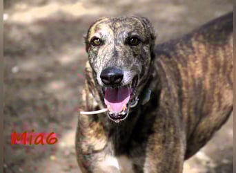Mia6 geb. 10/2017 (ESP) - super liebe, zutrauliche und verschmuste Galga!