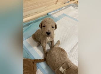 Goldendoodle F1bb Welpen -Liebevoll aufgezogen!