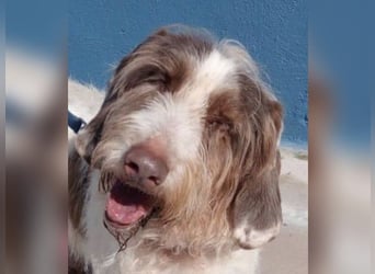 Ekait, sie leidet im Tierheim