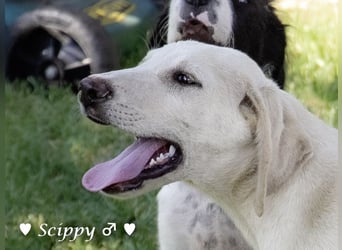 Scippy  und Kea suchen ab sofort ein Zuhause