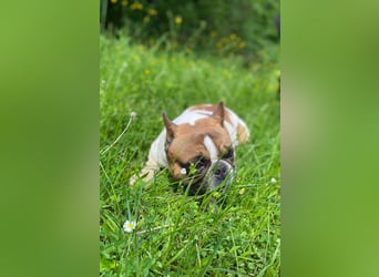 Coco - erwachsener French Bully Rüde