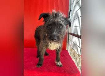 Ficko, Schnauzer-Mix, Rüde, geb. am 18.01.2024, 45 cm