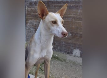 Tina, eine tolle Podenca
