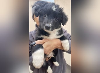 zuckersüßer Senna sucht Zuhause oder Pflegestelle!