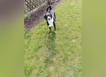 Appenzeller Sennenhund reisrassig